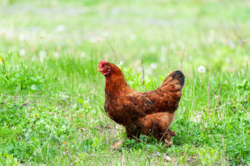 Chiken close up on the farm