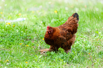Chiken close up on the farm