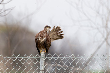 Common Buzzard, (Buteo buteo) bird in the natural habitat.