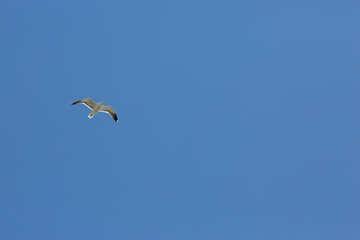 Small seagull in the great blue sky