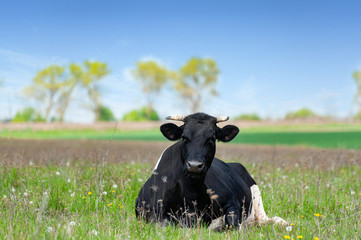 Cow on a summer pasture