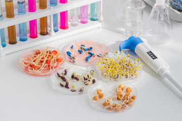 Herbicide-treated corn, suflowers, chick-pea seeds in a Petri dish and sprouted seeds on a table with a dispenser and test tubes