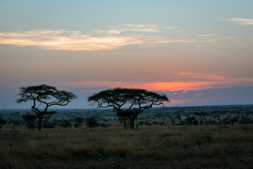 タンザニア・セレンゲティ国立公園の、朝焼けと広大な空