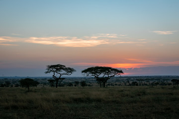 Fototapeta na wymiar タンザニア・セレンゲティ国立公園の、朝焼けと広大な空