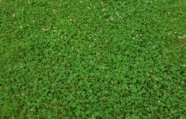 A greenish clover natural background