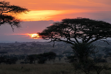 Naklejka na ściany i meble タンザニア・セレンゲティ国立公園の、雲間から見える色鮮やかな朝焼けとアカシアの木