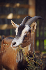 The goat on the farm eats hay