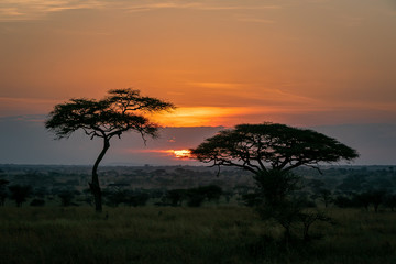 Fototapeta na wymiar タンザニア・セレンゲティ国立公園の、色鮮やかな朝焼けとアカシアの木を遠くから望む