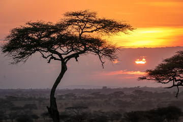 Fototapeta na wymiar タンザニア・セレンゲティ国立公園の、雲間から見える色鮮やかな朝焼けとアカシアの木
