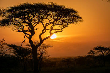タンザニア・セレンゲティ国立公園の、色鮮やかな朝焼けとアカシアの木