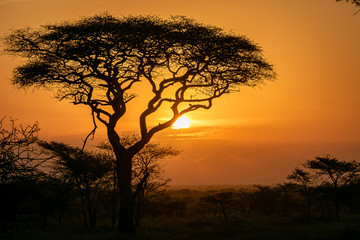 Fototapeta na wymiar タンザニア・セレンゲティ国立公園の、色鮮やかな朝焼けとアカシアの木