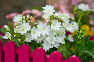 Im Garten 20.05.2020