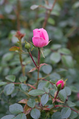 Im Garten 24.05.2020