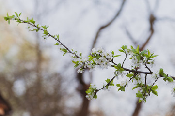 Branches of the cherry blossoms in the garden
