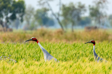 Sarus crain pair waling with caution trough a field