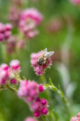 Small hard working bee gathering pink flower pollen during sunny spring or summer day at the garden.
