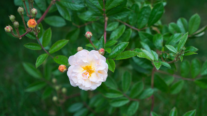 Im Garten 24.05.2020