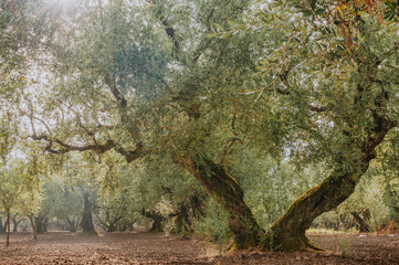 Olive Grove on the island of Greece. plantation of olive trees.