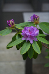 Im Garten 24.05.2020