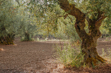 Olive Grove on the island of Greece. plantation of olive trees.