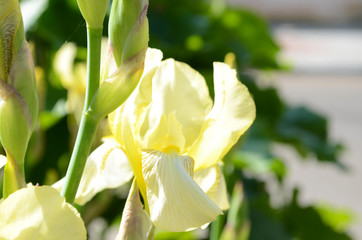 Obraz premium Macro photo nature blooming bud flower iris. Background opened bud of yellow iris.