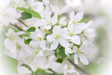 Spring, garden fruit trees, flowering pear branch with white fragrant flowers and buds, floral delicate background