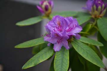 Im Garten 24.05.2020