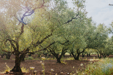 Olive Grove on the island of Greece. plantation of olive trees.