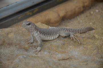 Australian water dragon, Physignathus lesueurii