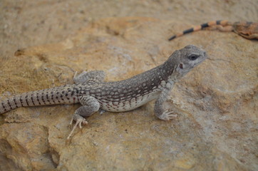 Australian water dragon, Physignathus lesueurii