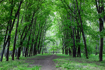 Alley in the park in spring. A dirt road leads to the horizon between green trees in the forest....
