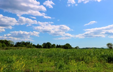 Obraz premium 緑 空 河川敷 渡良瀬 風景 栃木