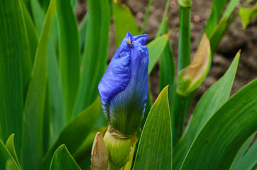 Violet iris flowers Closeup on blurredgreen garden blackground. Beautiful nature background.