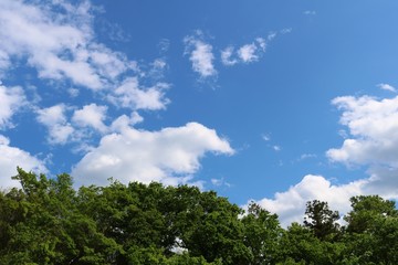 空　森　新緑　風景　栃木