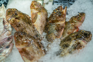 frozen scorpion fish standing on ice at market counter