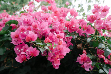 Bougainvillea flowers blossoms