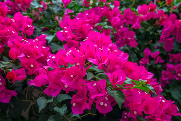 Colorful bougainvillea flowers