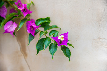 Colorful bougainvillea flowers