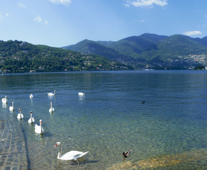 beautiful landscape of Como lake with a swan family