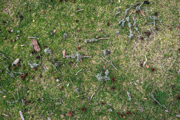 Grass in the forest with cones and sticks to it
