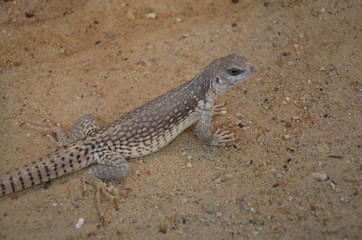 Australian water dragon, Physignathus lesueurii