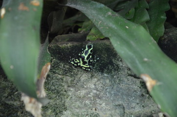 Yallow poison dart frog