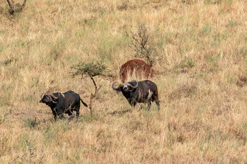 Fototapeta na wymiar タンザニア・セレンゲティ国立公園で出会った、丘の斜面を降りてくるバッファロー
