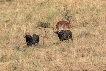 タンザニア・セレンゲティ国立公園で出会った、丘の斜面を降りてくるバッファロー