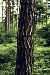 Green forest showing beautiful natural hikingtrail