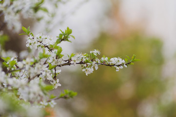 Branches of the cherry blossoms in the garden