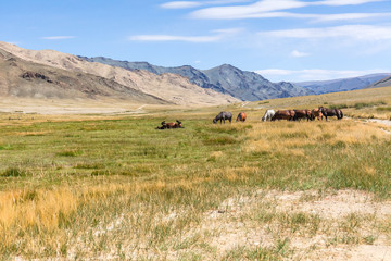 Obraz premium Herd of horses on mountains meadows of mongolian Altai.