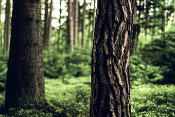 Mystical Forest with many paths and stand alone trees