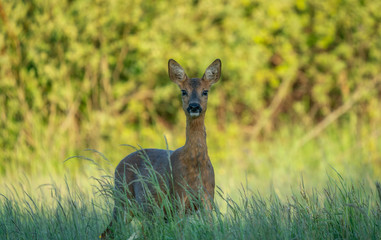 roe deer looking into the camera