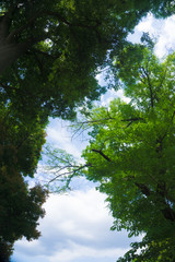 Fototapeta premium 青空と木々